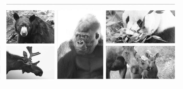 ANIMAL-PORTRAITS-BLACK-AND-WHITE-FINE-ART-PHOTOGRAPHS-FOR-SALE
