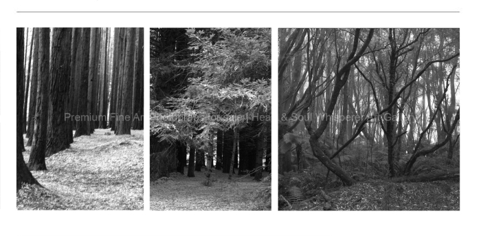 ARTIST-FAVOURITE-RAINFOREST-OTWAY-BLACK-AND-WHITE-FINE-ART-PHOTOGRAPHY-FOR-SALE