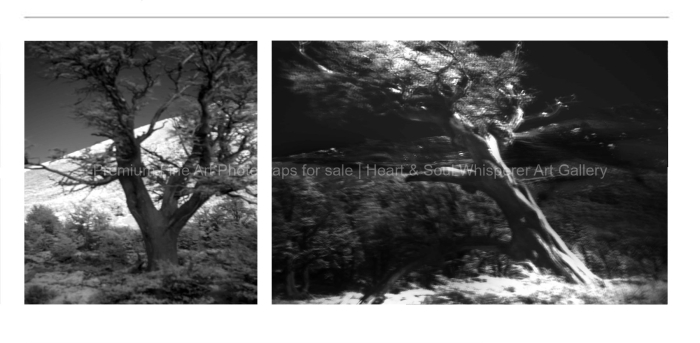ARTIST-FAVOURITE-TREES-EL-CHALTEN-BLACK-AND-WHITE-FINE-ART-PHOTOGRAPHY-FOR-SALE