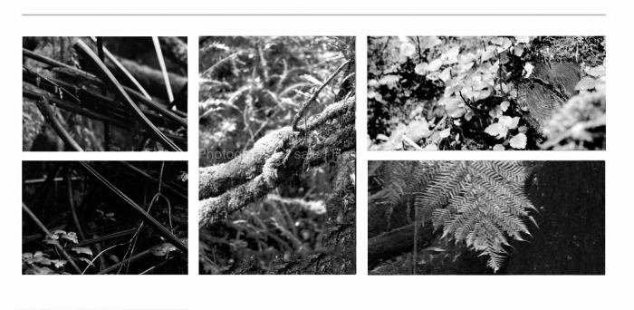 CLOSE-UP-LEAVES-BLACK-AND-WHITE-FINE-ART-PHOTOGRAPHS-FOR-SALE