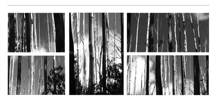 CLOSE-UP-Linear-Abstraction-Trees-Mt-Stirling-BLACK-AND-WHITE-FINE-ART-PHOTOGRAPHS-FOR-SALE