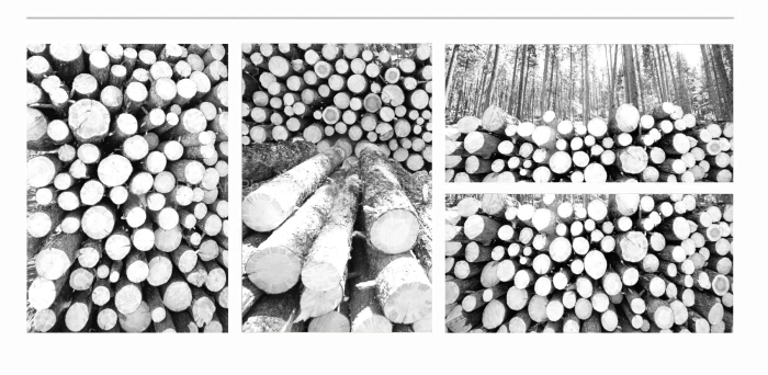 CLOSE-UP-TREE-LOGS-ABSTRACTION-BLACK-AND-WHITE-FINE-ART-PHOTOGRAPHS-FOR-SALE