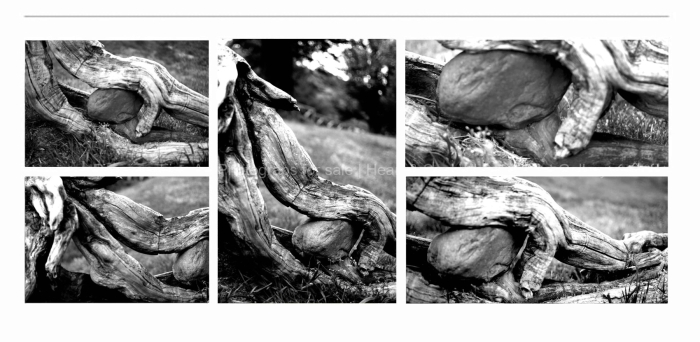 CLOSE-UP-TREE-TRUNKS-BLACK-AND-WHITE-FINE-ART-PHOTOGRAPHS-FOR-SALE