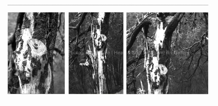 CLOSE-UP-TREES-Mansfield-Tenebrism-BLACK-AND-WHITE-FINE-ART-PHOTOGRAPHS-FOR-SALE