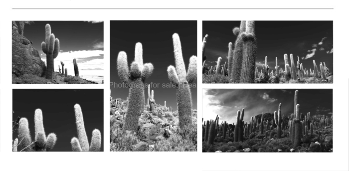 GIANT-CACTUSES-BLACK-AND-WHITE-FINE-ART-PHOTOGRAPHY-FOR-SALE