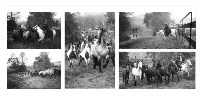 HORSES-EQUINE-Glensworth-Valley-NSW-BLACK-AND-WHITE-FINE-ART-PHOTOGRAPHY-FOR-SALE
