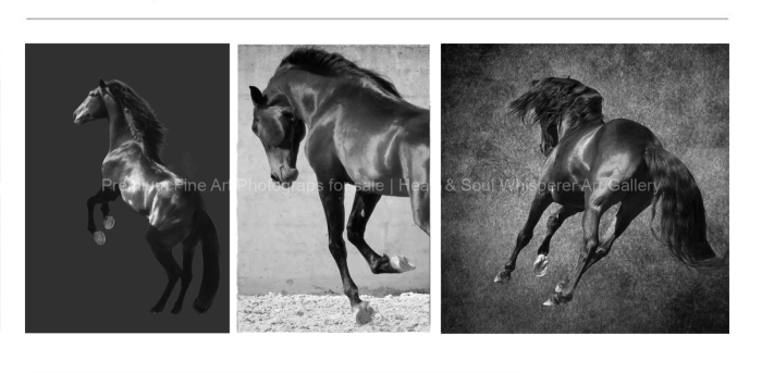 HORSES-EQUINE-Headshots-and-Profile-BLACK-AND-WHITE-FINE-ART-PHOTOGRAPHY-FOR-SALE