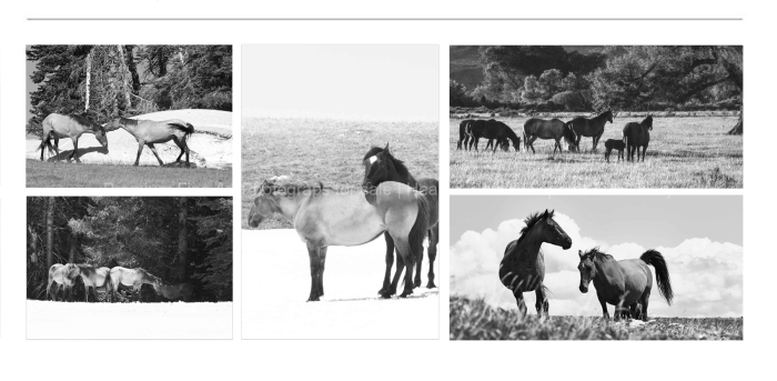 HORSES-EQUINE-Pryor-Mountain-BLACK-AND-WHITE-FINE-ART-PHOTOGRAPHY-FOR-SALE