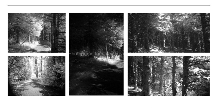INFRARED-TREES-BLACK-AND-WHITE-FINE-ART-PHOTOGRAPHS-FOR-SALE