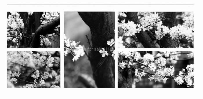 SPRING-BLOSSOMS-BLACK-AND-WHITE-FINE-ART-PHOTOGRAPHS-FOR-SALE