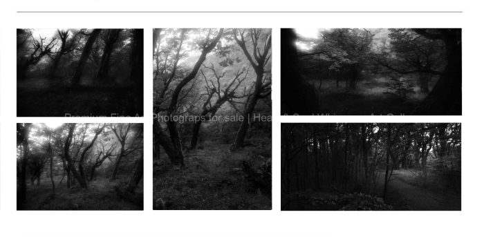 TENEBRISM-Darkenss-in-the-Forest-BLACK-AND-WHITE-FINE-ART-PHOTOGRAPHY-FOR-SALE