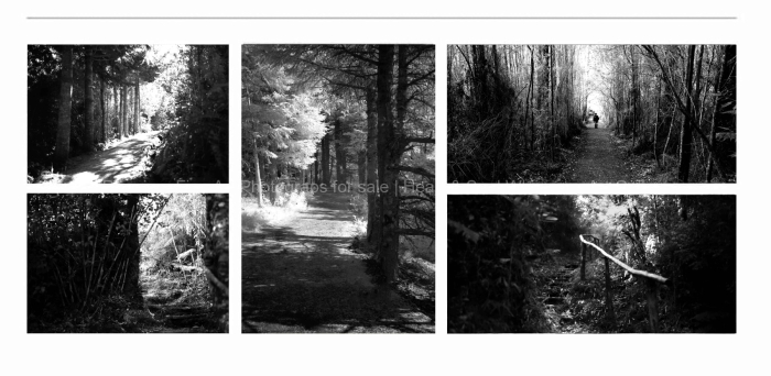 TREES-AND-PATHWAYS-BLACK-AND-WHITE-FINE-ART-PHOTOGRAPHS-FOR-SALE