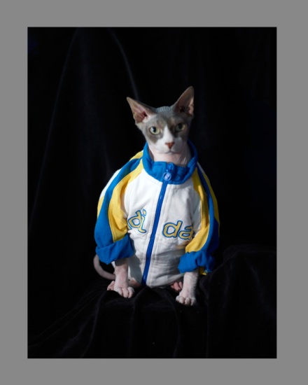 Sphynx-Cat-Photographs-CF012939