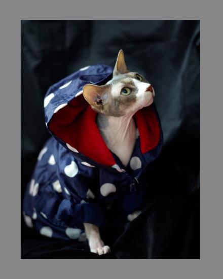 Sphynx-Cat-Photographs-CF013094