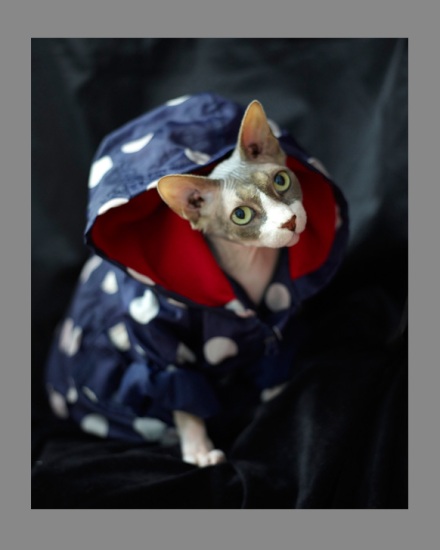 Sphynx-Cat-Photographs-CF013099
