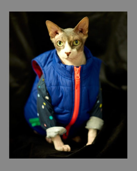 Sphynx-Cat-Photographs-CF013100