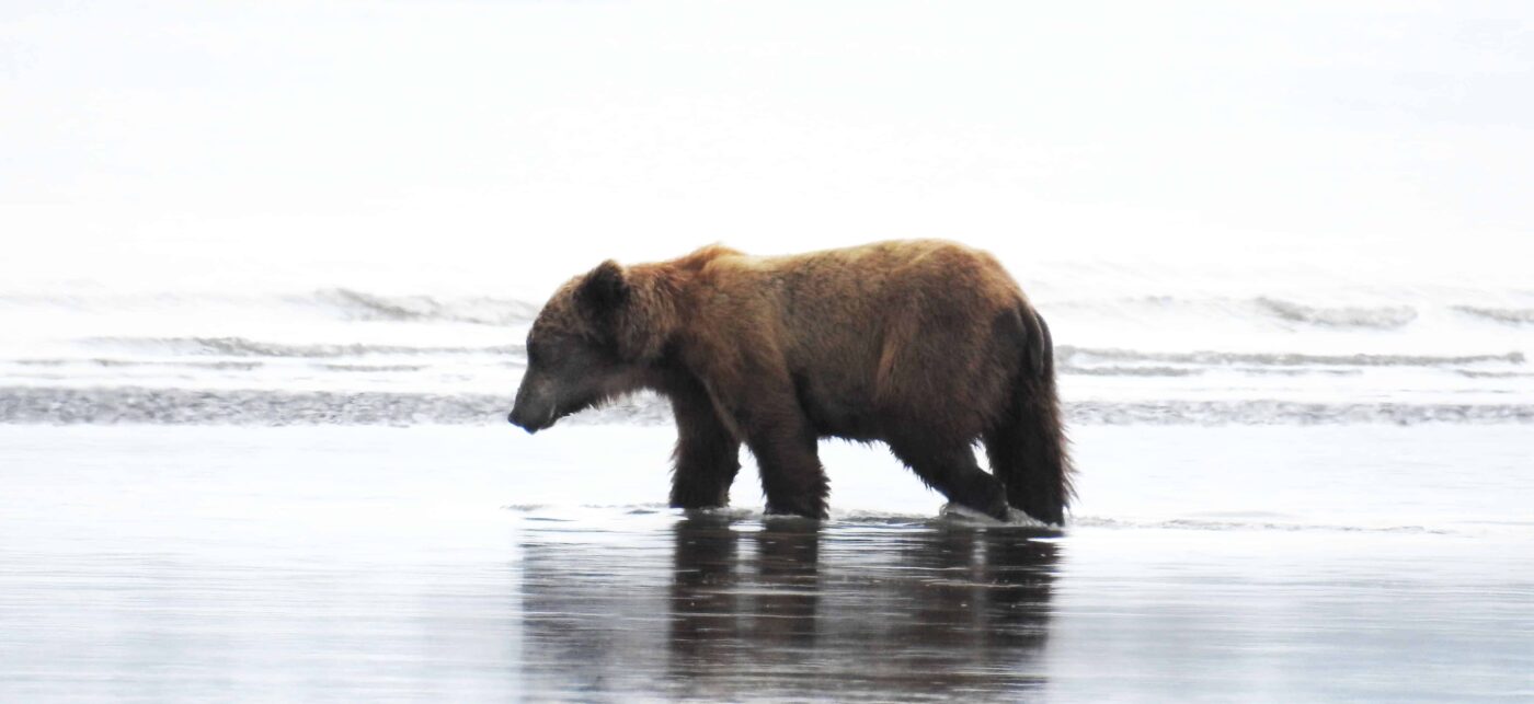 Black Bear Grizzly Bear Cubs Posters and Prints 1