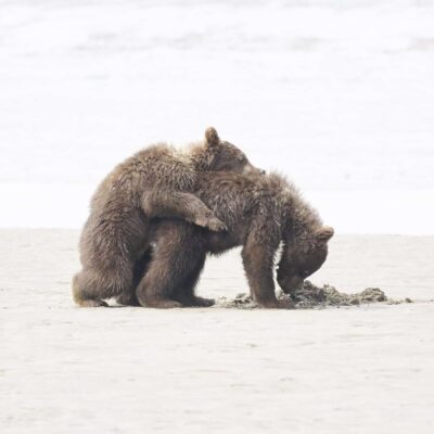 Black Bear Grizzly Bear Cubs Posters and Prints 12