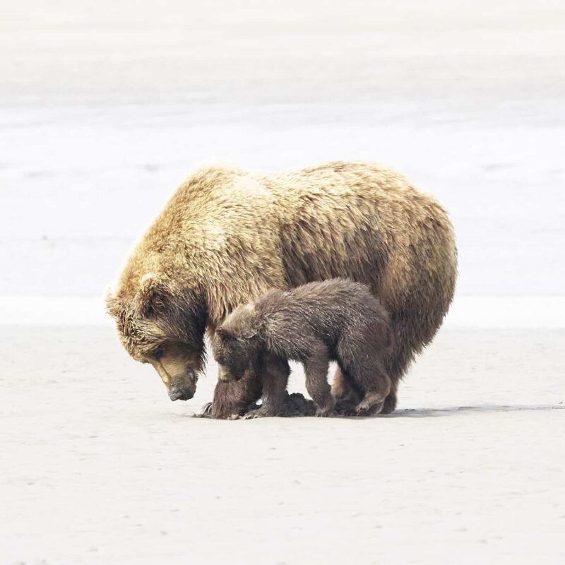 Black Bear Grizzly Bear Cubs Posters and Prints 13