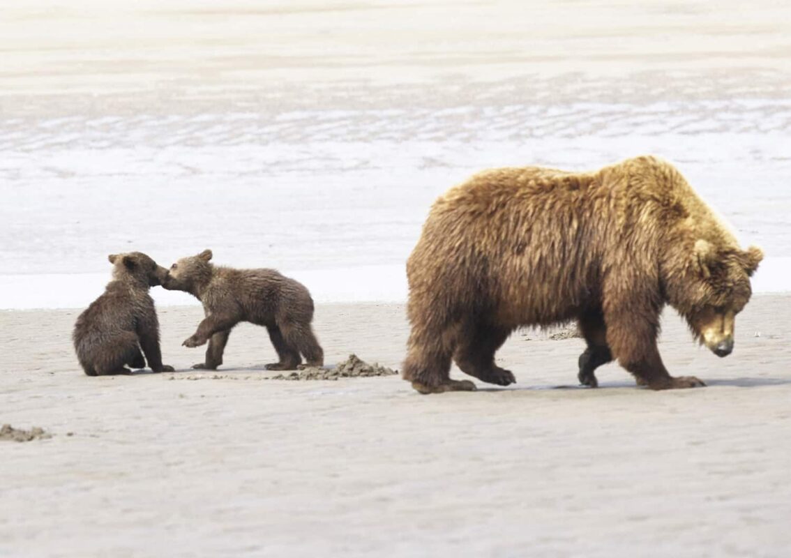 Black Bear Grizzly Bear Cubs Posters and Prints 14