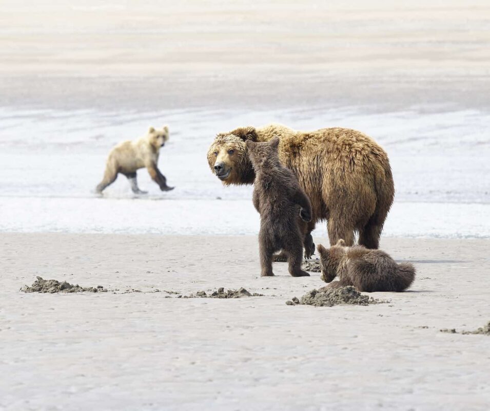 Black Bear Grizzly Bear Cubs Posters and Prints 16