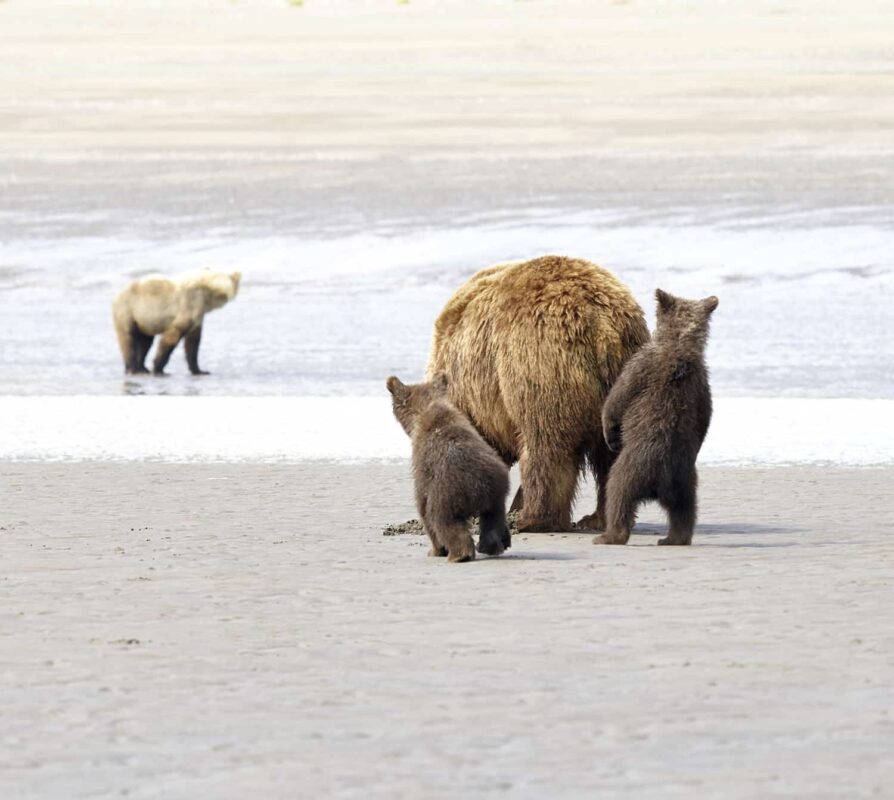 Black Bear Grizzly Bear Cubs Posters and Prints 17