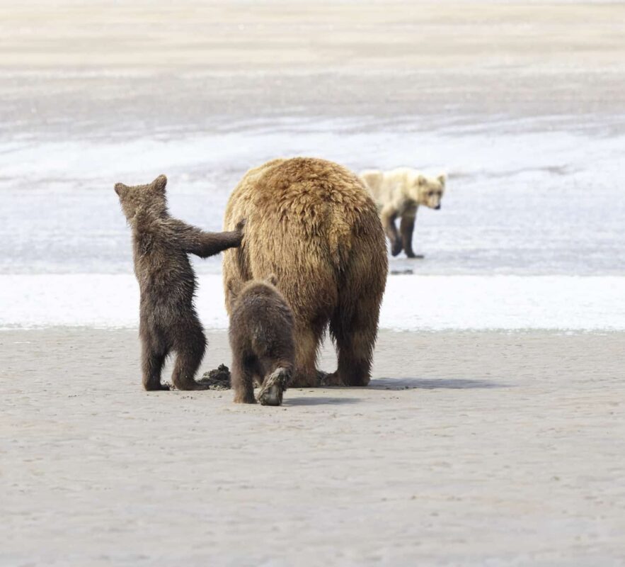 Black Bear Grizzly Bear Cubs Posters and Prints 18