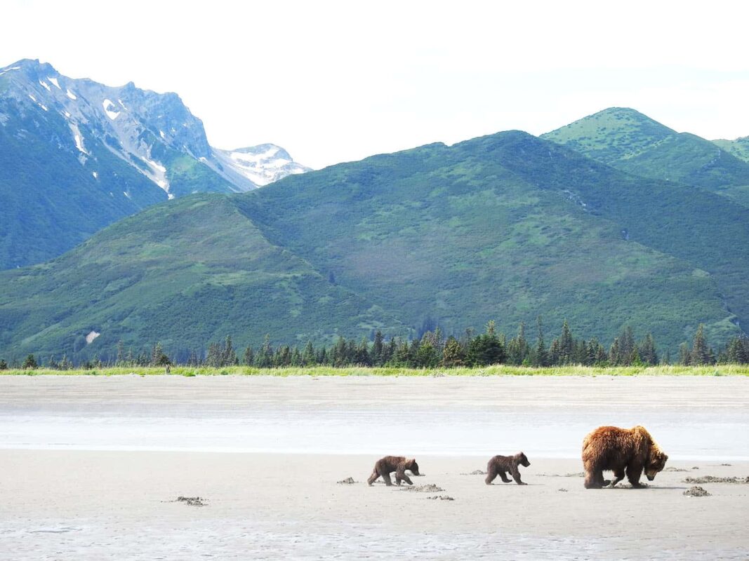 Black Bear Grizzly Bear Cubs Posters and Prints 3