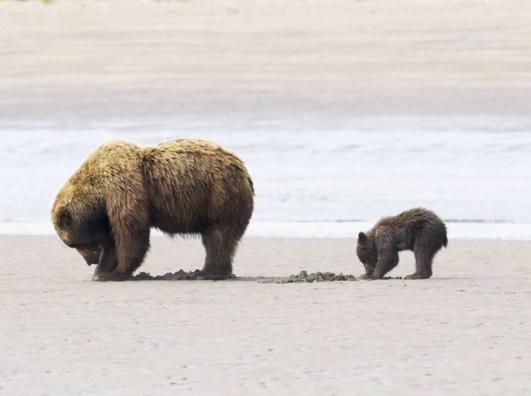 Black Bear Grizzly Bear Cubs Posters and Prints 7