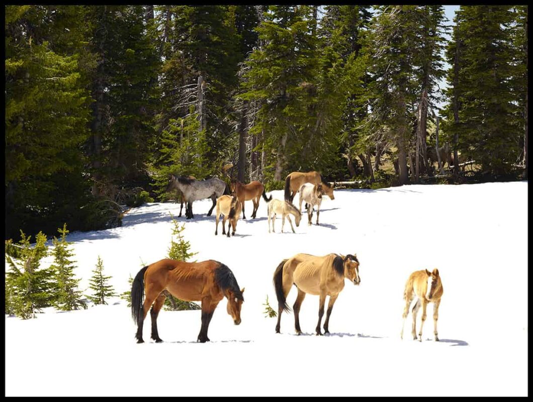 For the love of Wild Horses Pryor Mountain Mustangs 1