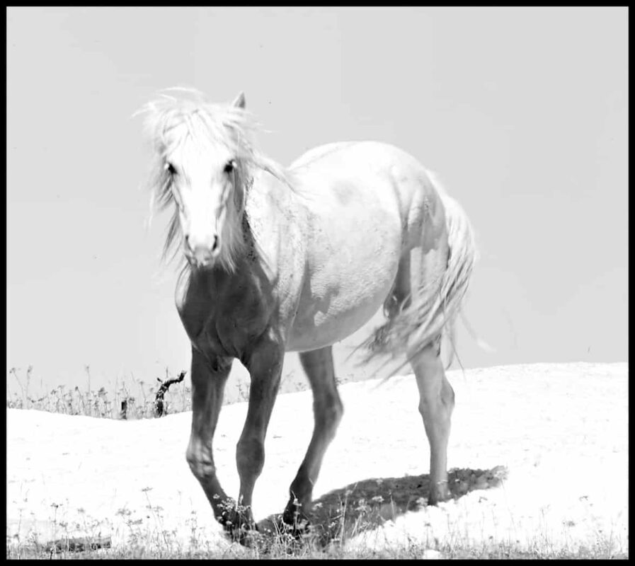 For the love of Wild Horses Pryor Mountain Mustangs 11