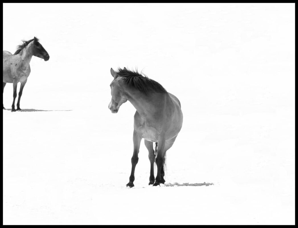 For the love of Wild Horses Pryor Mountain Mustangs 5