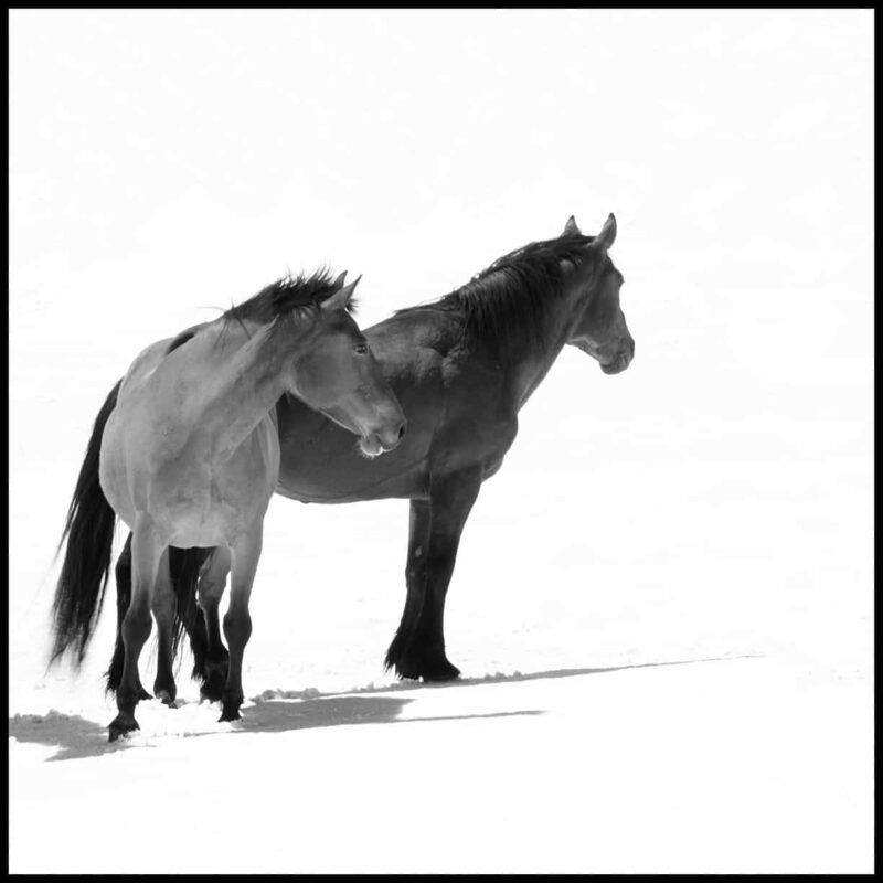 For the love of Wild Horses Pryor Mountain Mustangs 6