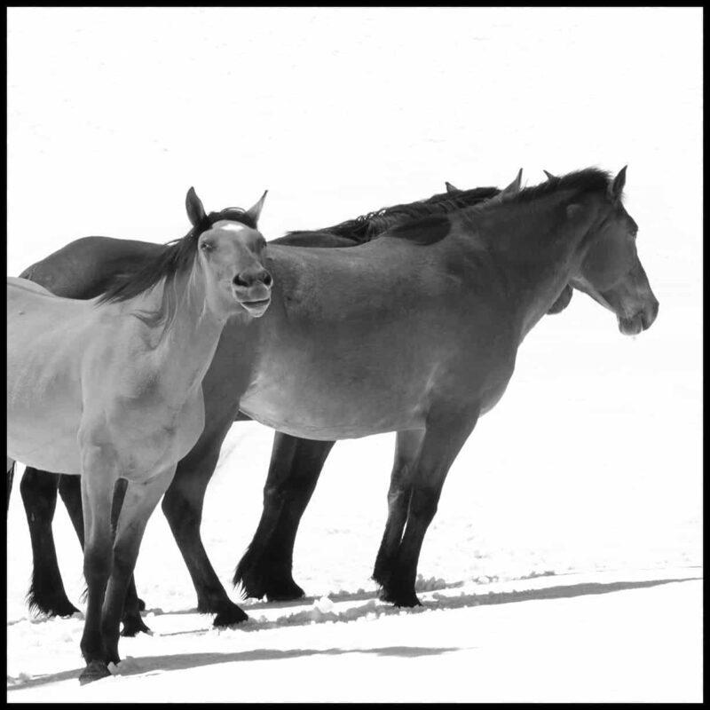 For the love of Wild Horses Pryor Mountain Mustangs 7