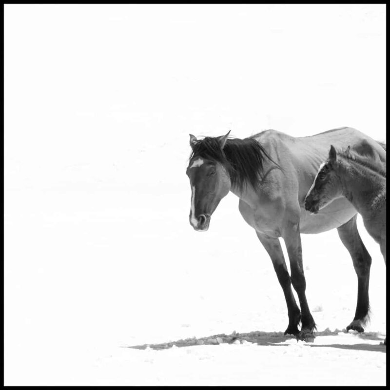 For the love of Wild Horses Pryor Mountain Mustangs 8