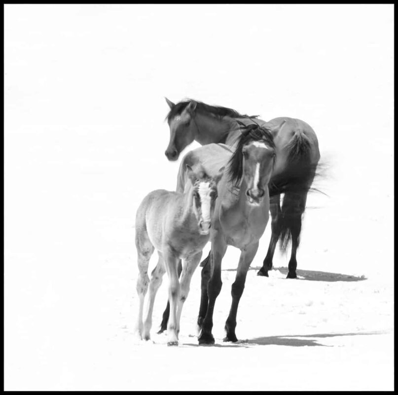 For the love of Wild Horses Pryor Mountain Mustangs 9