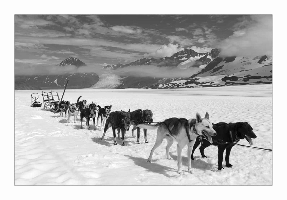 Glacier Dog sled Alaska Black and White Photography 17