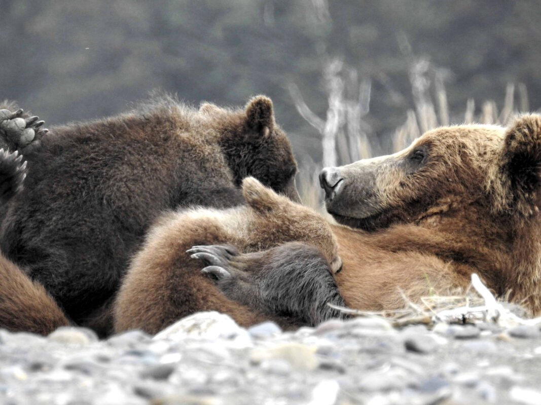 Grizzly Mama Bear nursing her cubs dr zenaidy castro 4