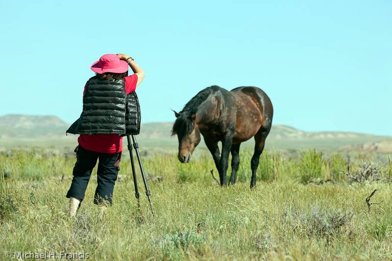 Horse Photography Equine Photography Fine Art by Dr Zenaidy Castro 1