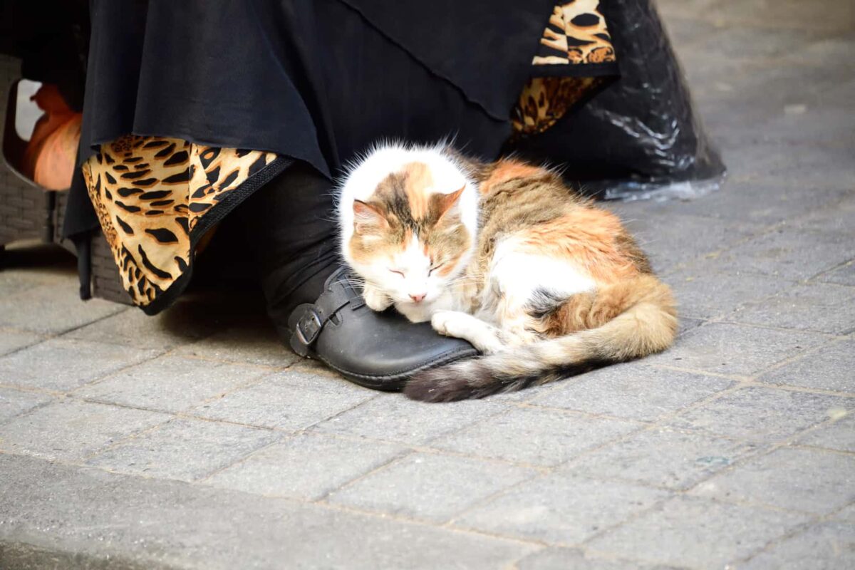 Morocco street photography by Dr Zenaidy Castro 75