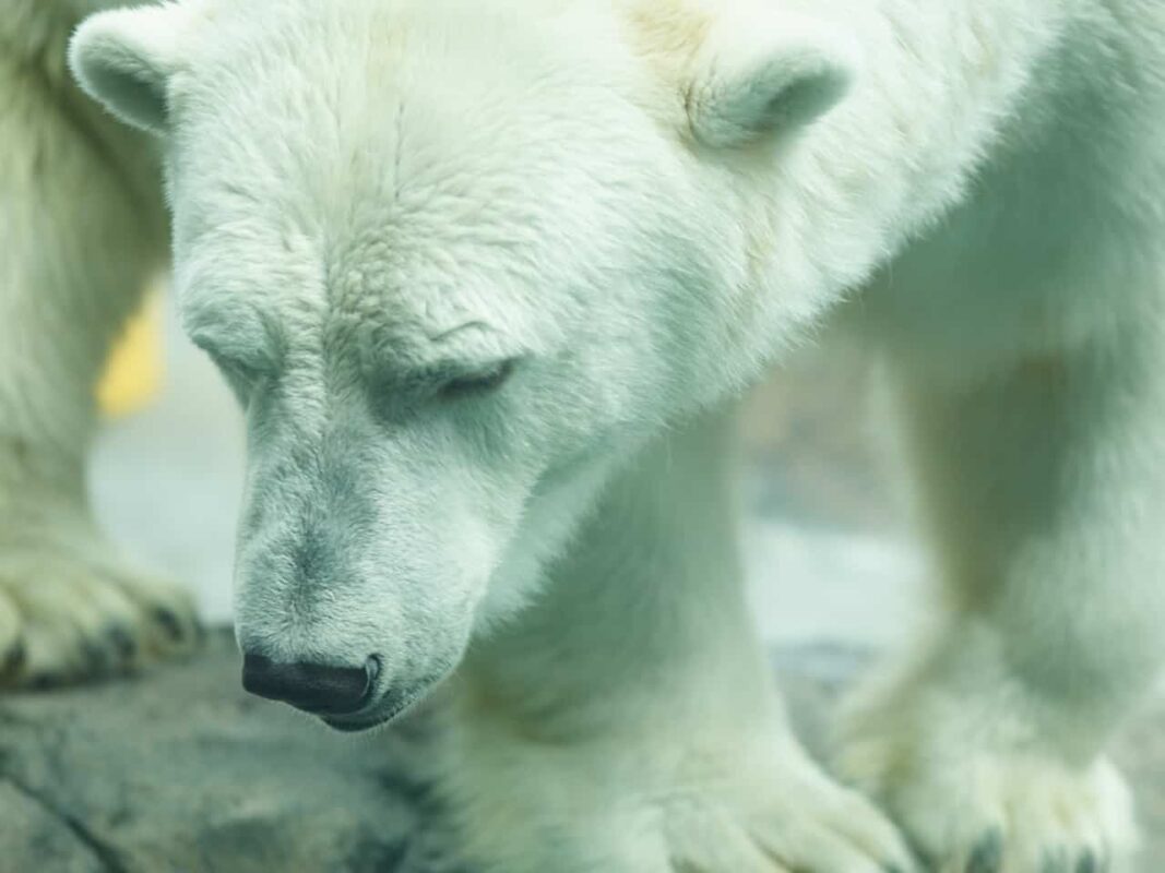 Polar Bear Photography Polar Bear in Zoo captivity 1