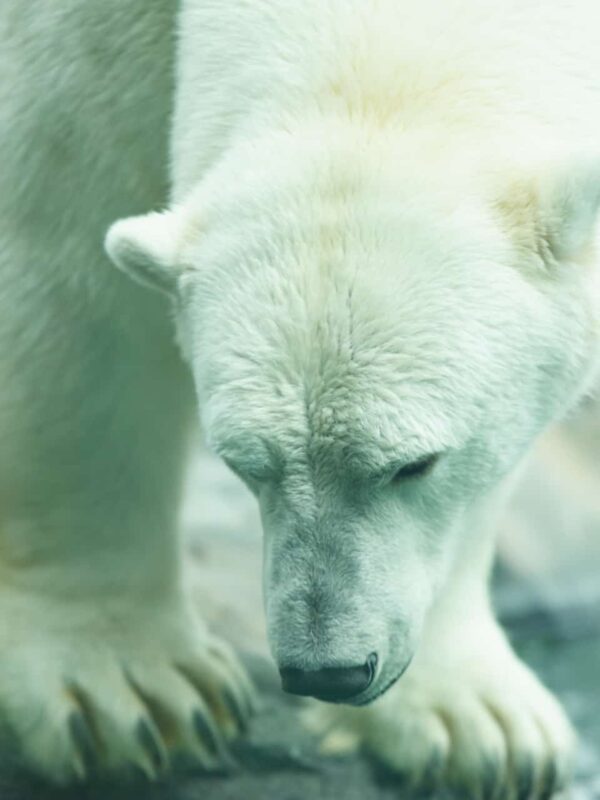 Polar Bear Photography Polar Bear in Zoo captivity 2