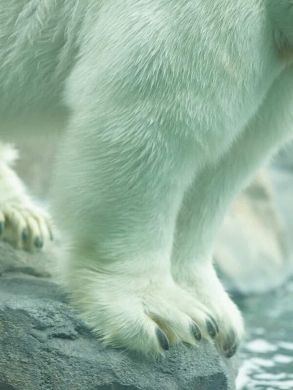 Polar Bear Photography Polar Bear in Zoo captivity 3