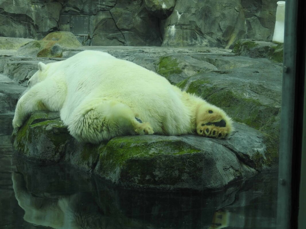 Polar Bear Photography Polar Bear in Zoo captivity 4