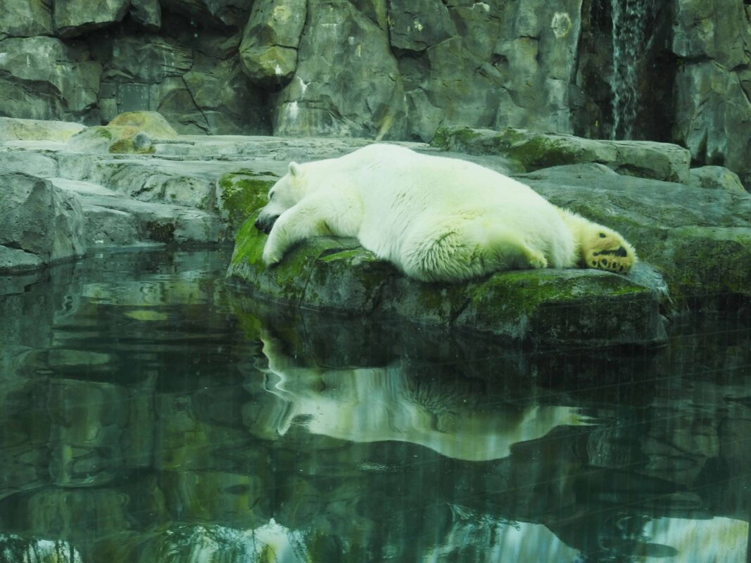 Polar Bear Photography Polar Bear in Zoo captivity 5