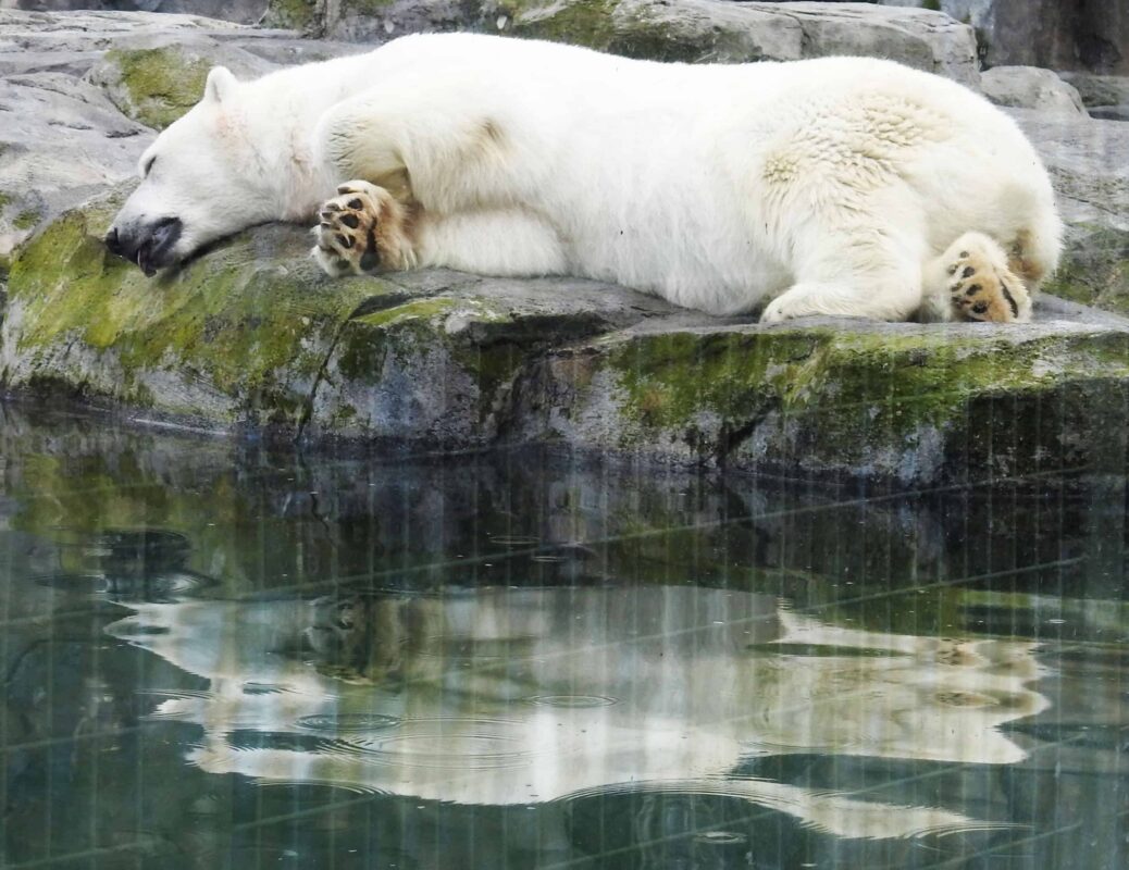 Polar Bear Photography Polar Bear in Zoo captivity 6