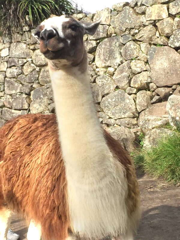 The Llamas of Machu Picchu 8