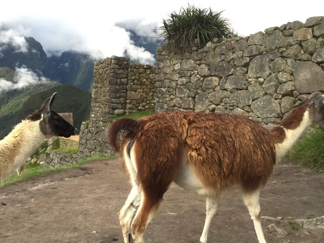 The Llamas of Machu Picchu 9