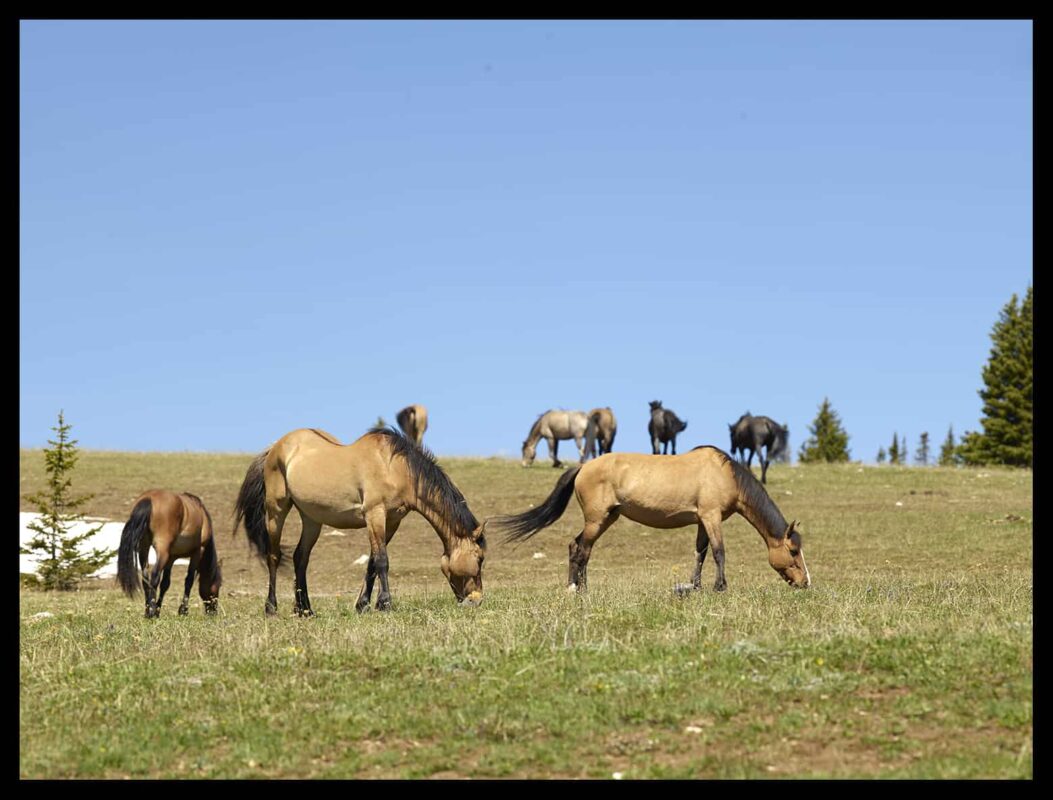 Wild Horses Mustangs Society 1