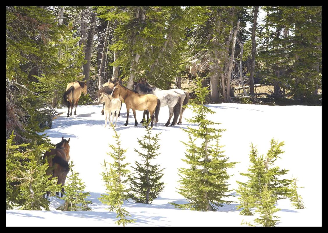 Wild Horses Mustangs Society 2